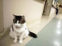 Кот Оскар. Фото &copy;AP